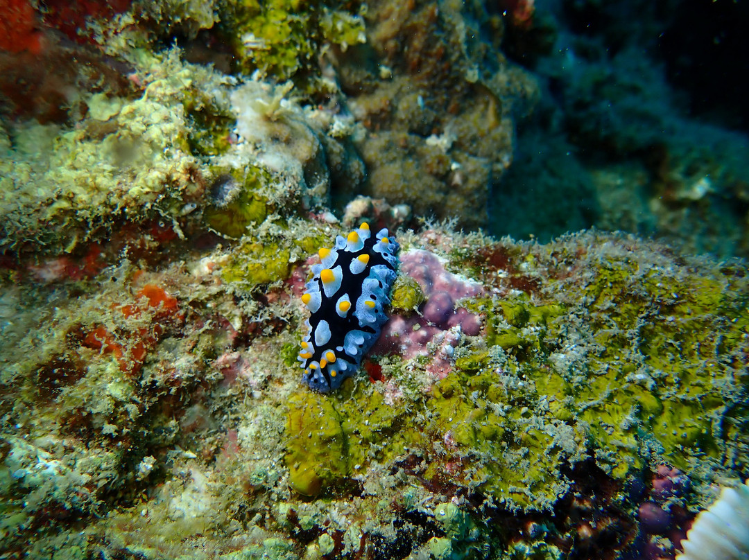 Blue Heaven Divers-刁曼岛必去景点