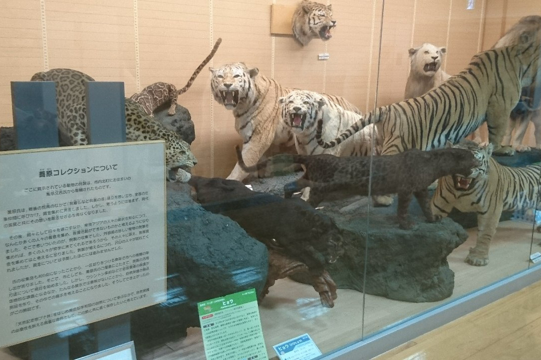 Kishiwada Nature Musium-岸和田市必去景点