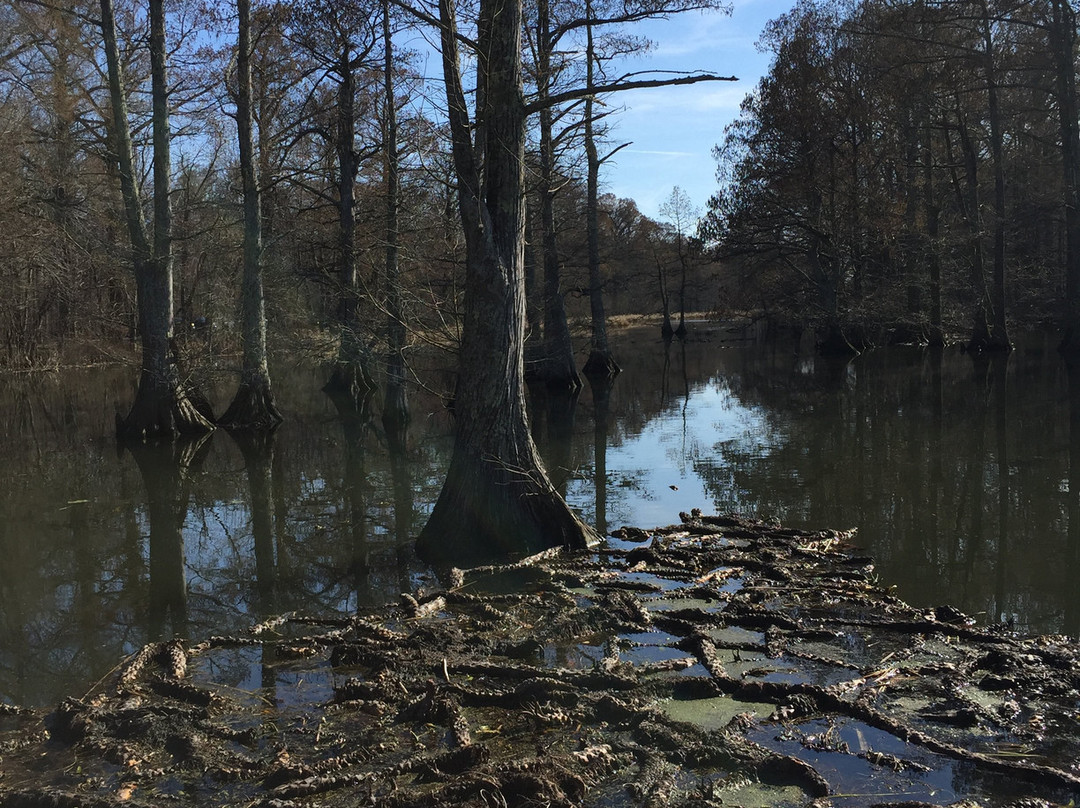 Reelfoot National Wildlife Refuge-尤宁城必去景点