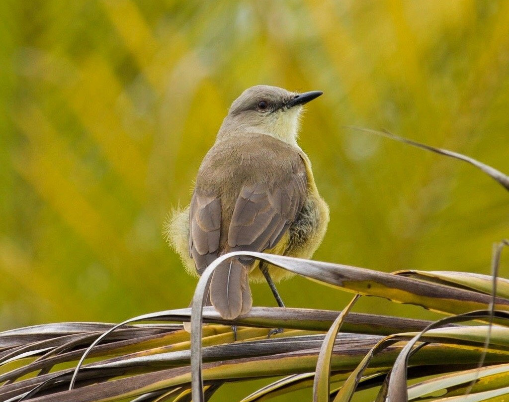 Pousada Monjolo主图