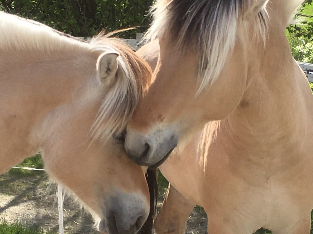 Smiedal Aktivitetsferie - Day Tours-Akra必去景点
