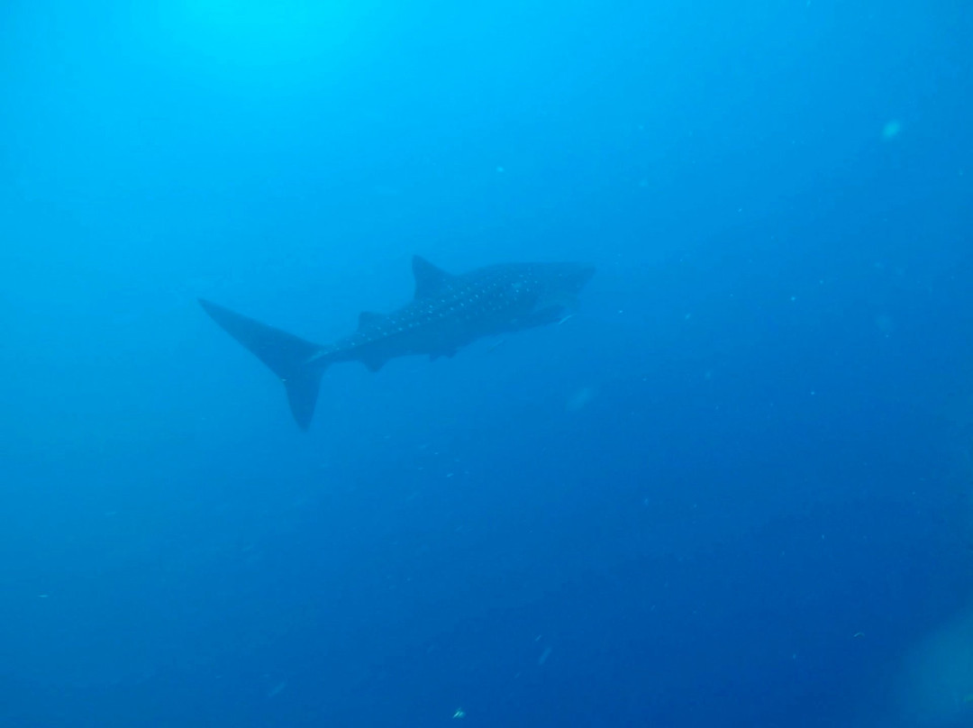 Seaquest Dive Center景点图片