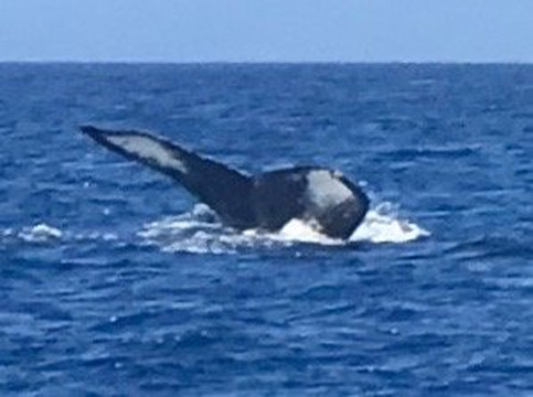 Makai Adventures-拉海纳必去景点