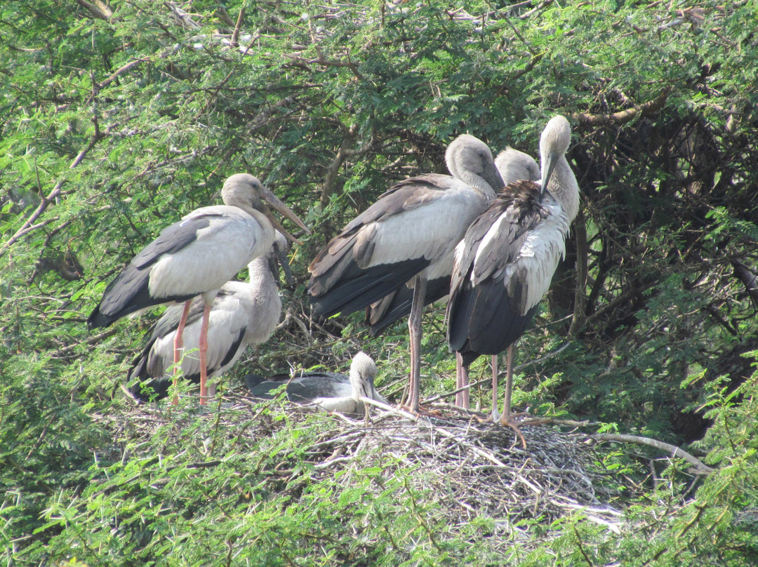 Vettangudi Bird Sanctuary景点图片