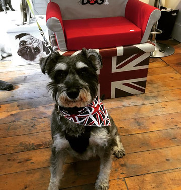 Paws On Sofas-Haworth必去景点