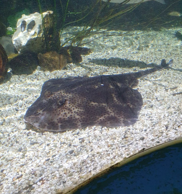 National Sea Life Centre-布瑞必去景点