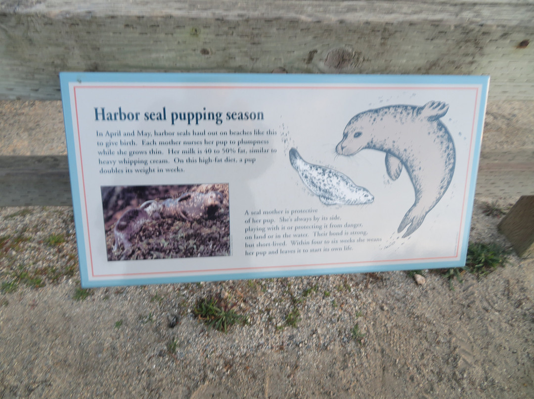 Cypress Point Lookout-圆石滩必去景点