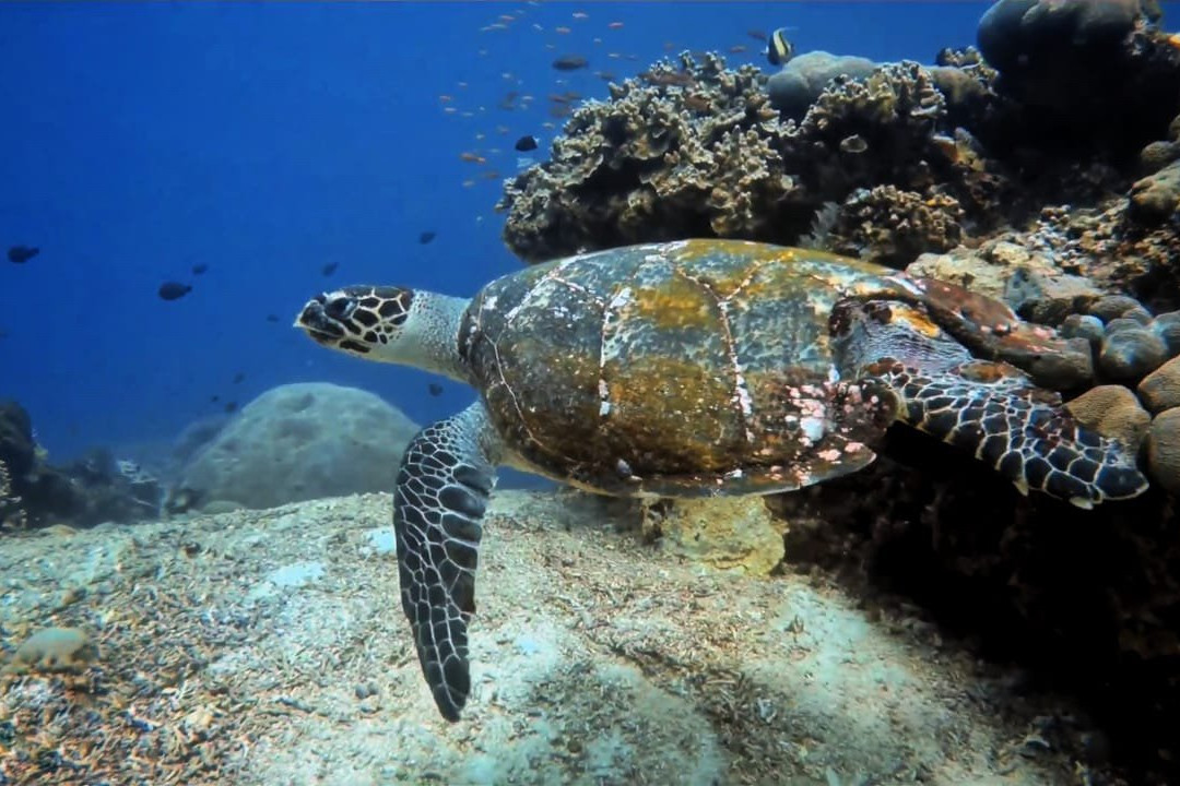 Apnea Penida-Ped必去景点