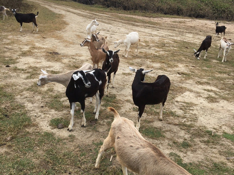 Ride Barbados-Saint Andrew Parish必去景点
