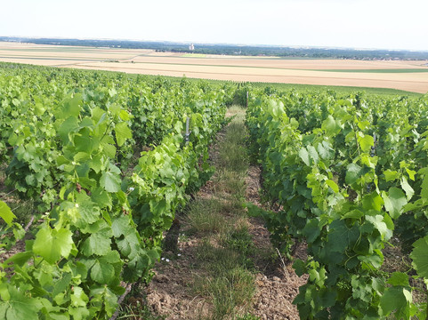 In Vox Veritas-兰斯必去景点