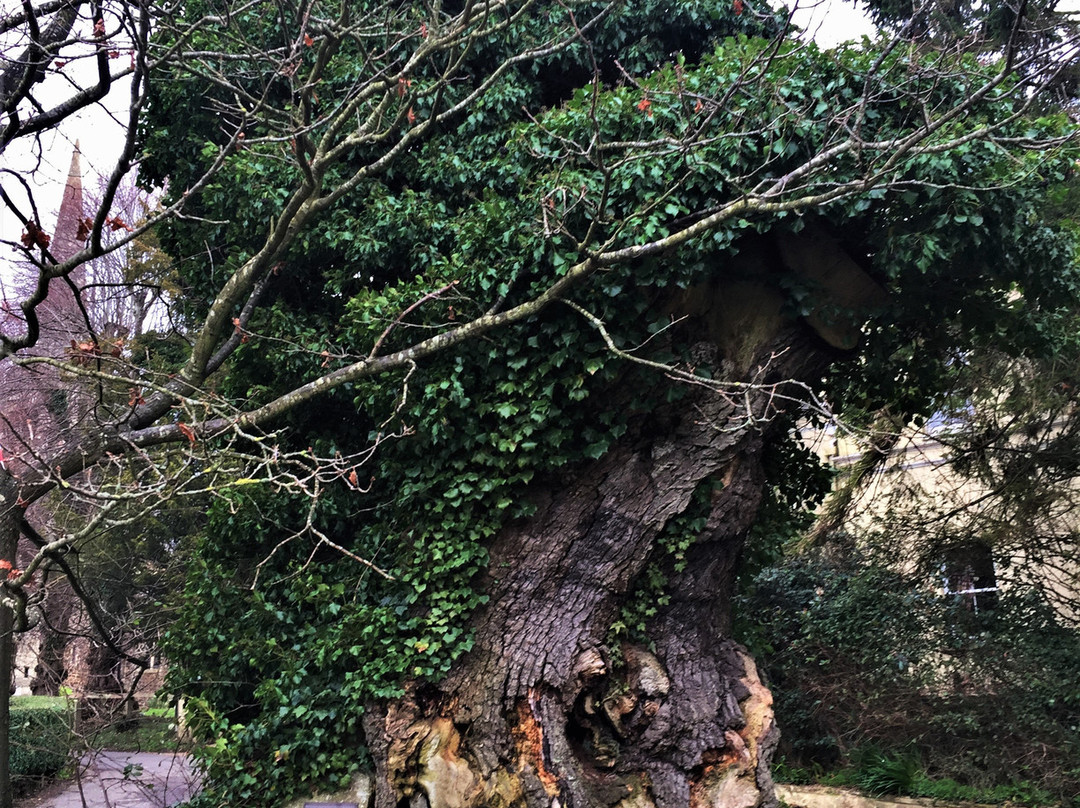 Queen Elizabeth's Oak景点图片