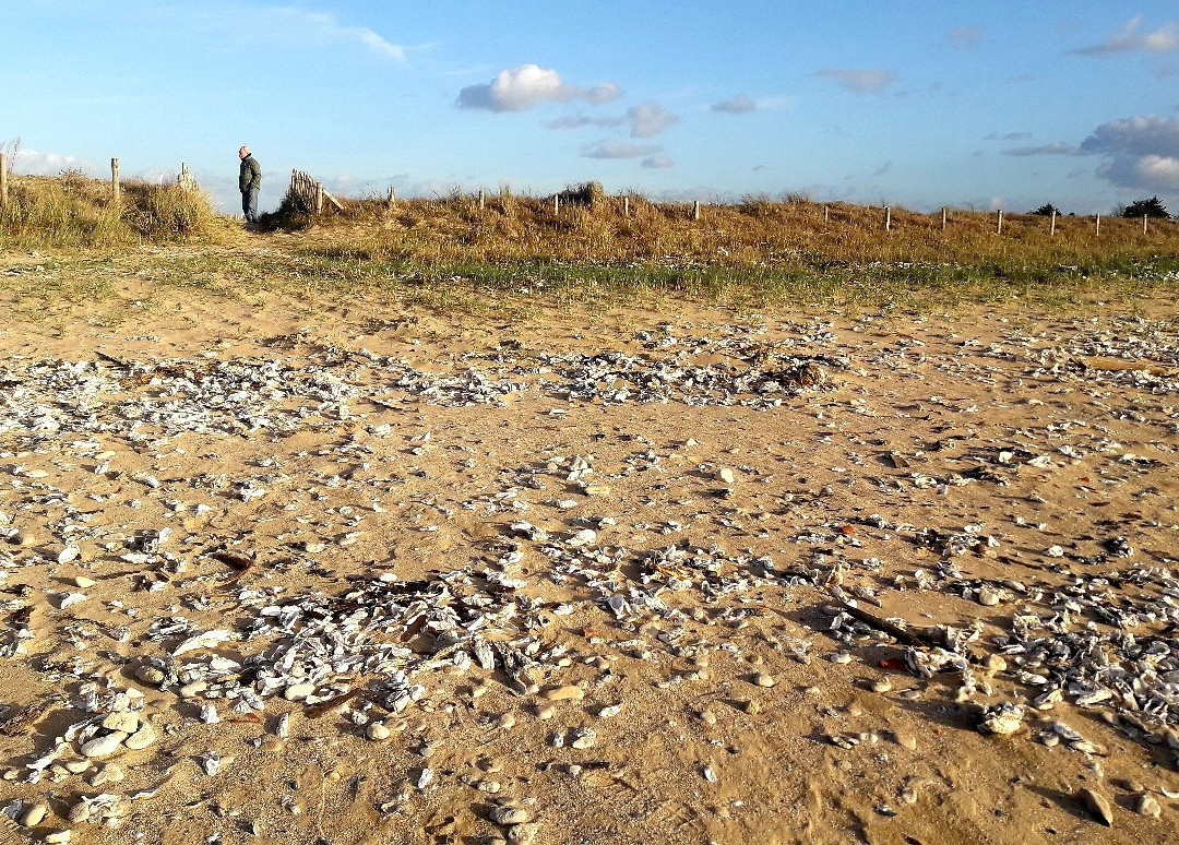 Plage du Marouillet-Yves必去景点