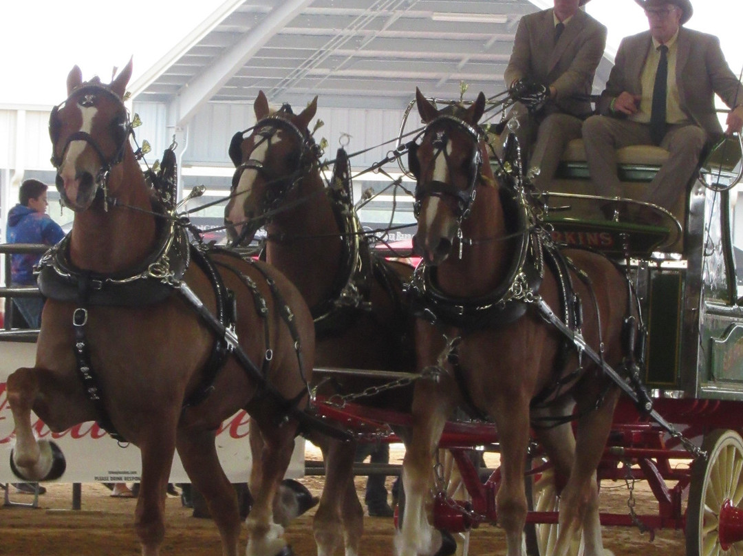 Florida Horse Park-奥卡拉必去景点