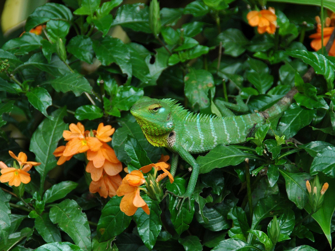 Pleasant Lanka Tours-Kandana必去景点