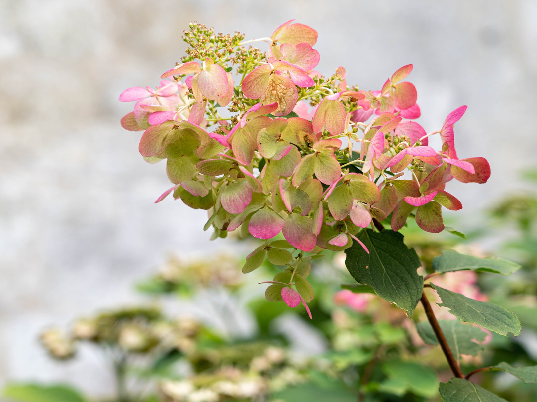 Château Laroche-Ploquin主图