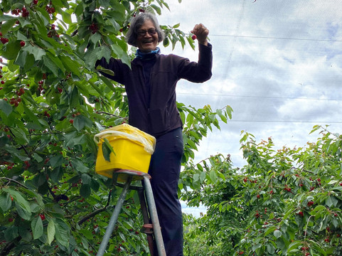 Cheeki樱桃园-克伦威尔镇必去景点