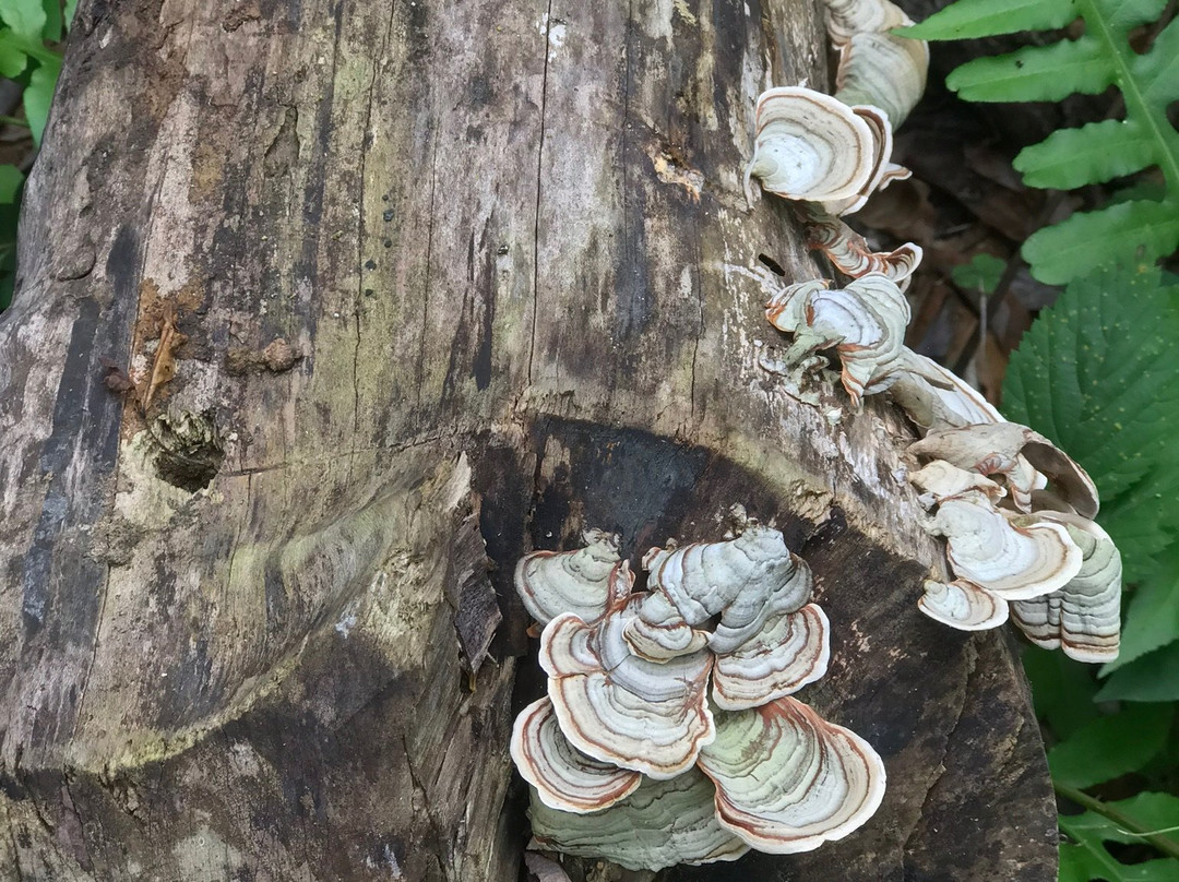 Jacksonville Arboreteum & Gardens-杰克逊维尔必去景点