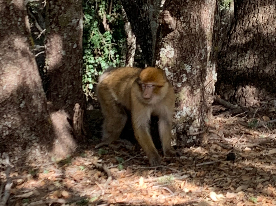 Toumliline MoroccoTours-Azrou必去景点