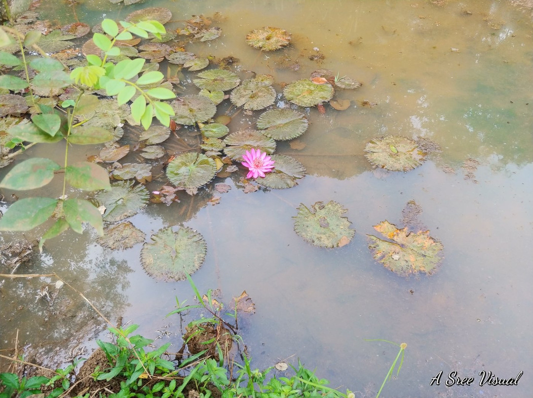 Jungle Retreat Wayanad主图