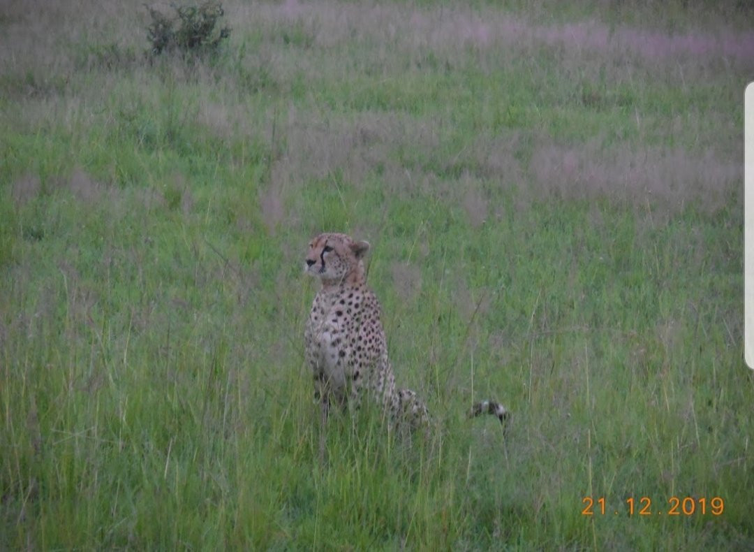 Siringeti Africa Safari -  Day Tour-姆万扎必去景点