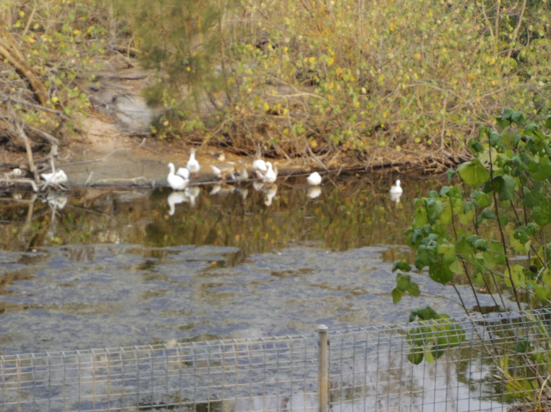 麦金托什岛公园-冲浪者天堂必去景点
