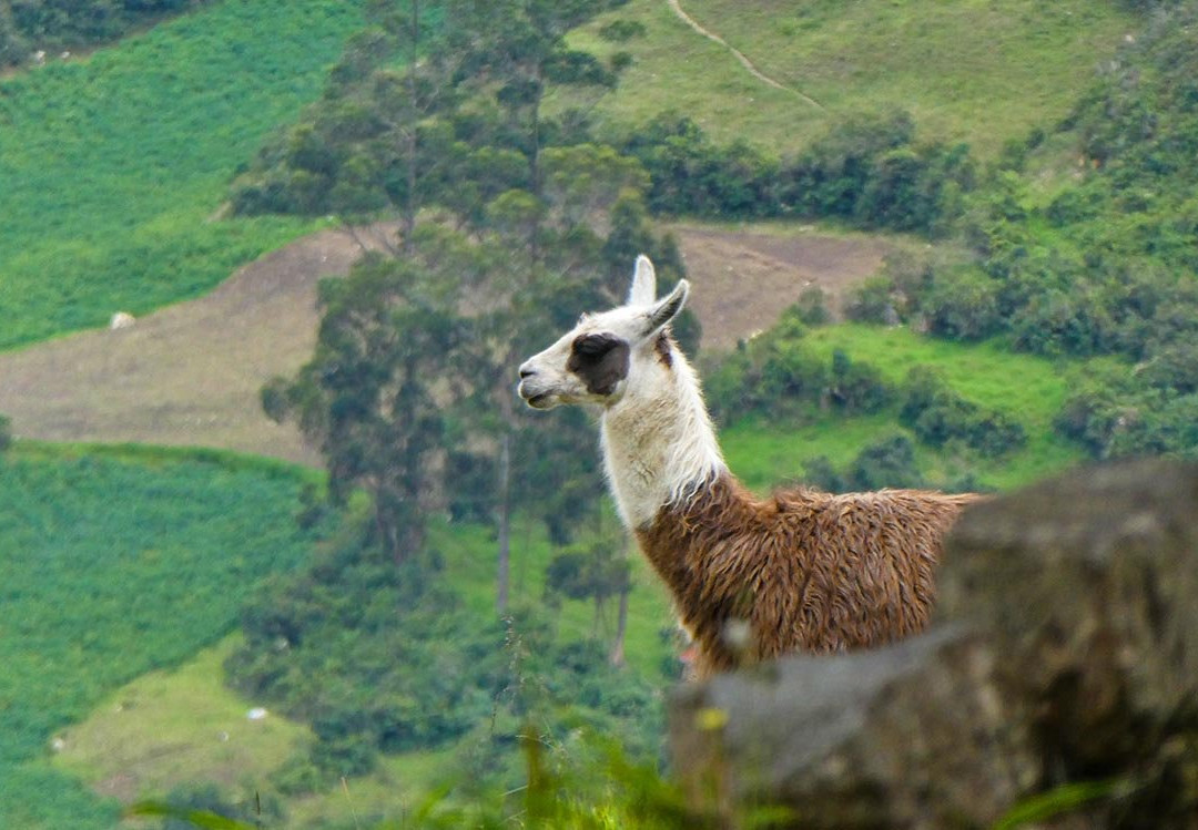 Kuelap-Tingo必去景点