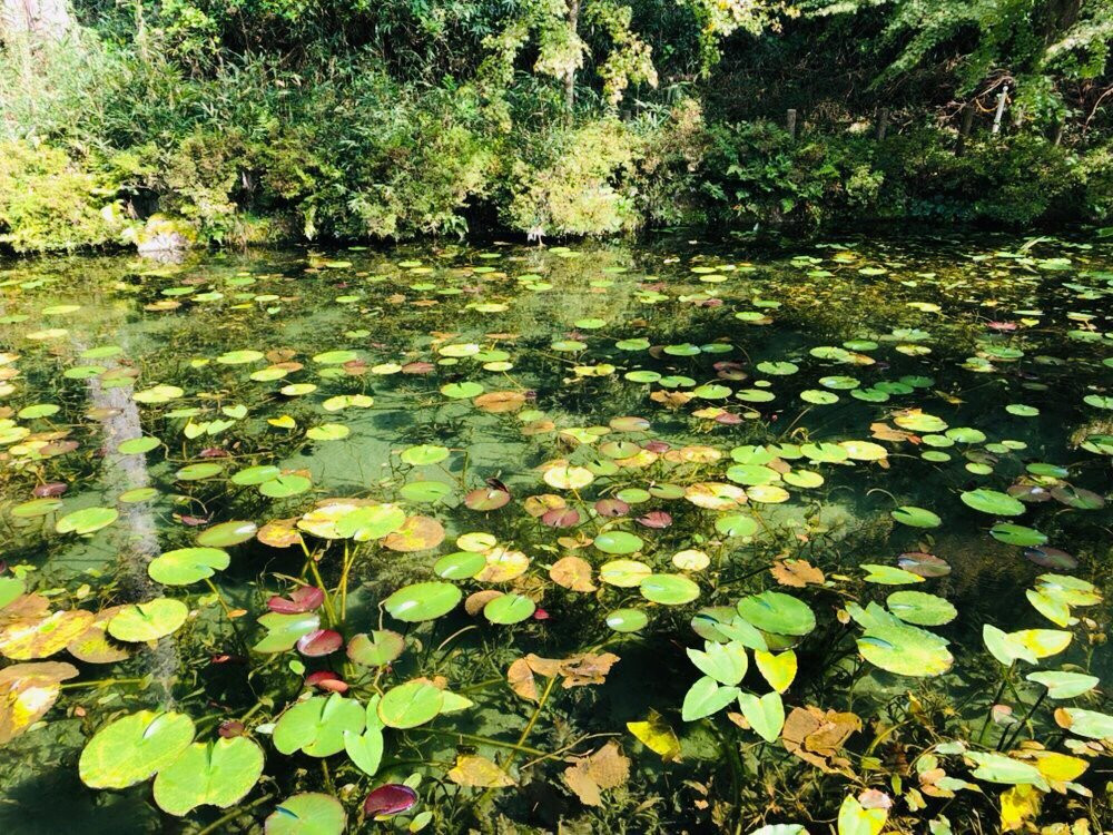 Nemichi Shrine-关市必去景点