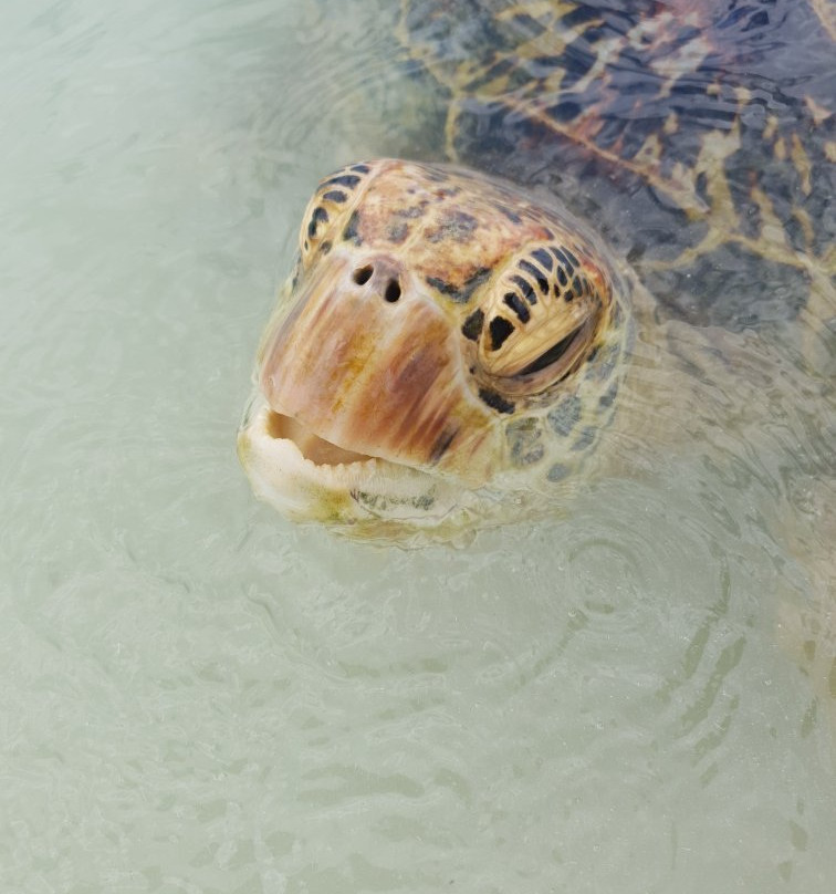 John's Authentic Island Tours-维拉港必去景点