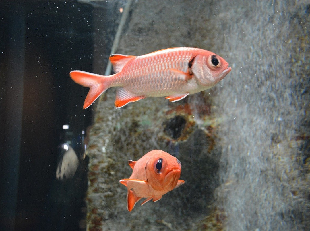 Puku Puku Aquarium Honten