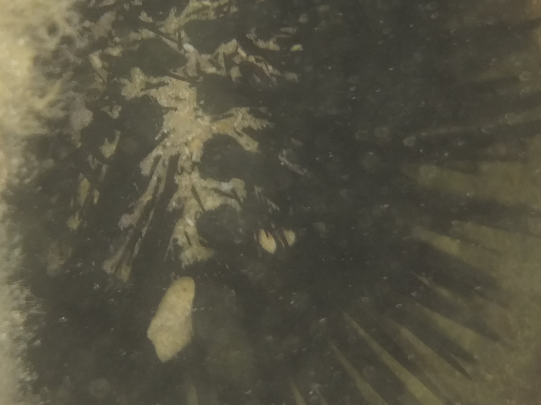 Parque Marinho Recife de Fora-Porto Seguro必去景点