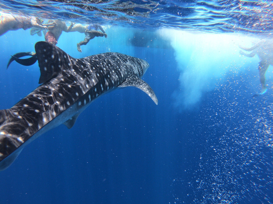 Dhigurah Retreat Beach主图