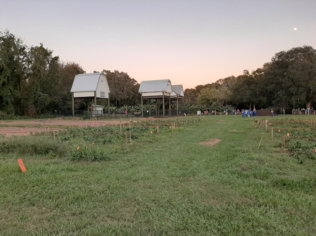 University of Florida Bat House-盖恩斯维尔必去景点