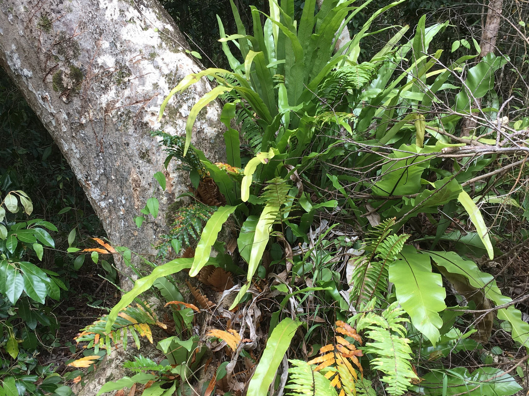 Oro Bay-Ile Des Pins必去景点