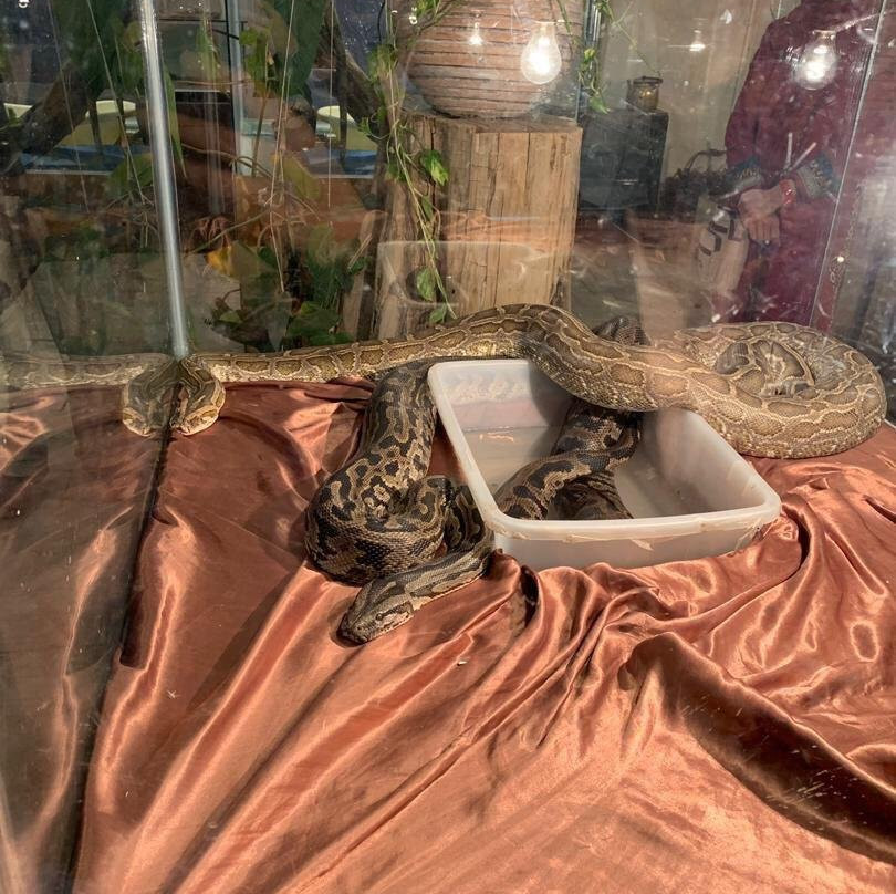 Lizards Land景点图片