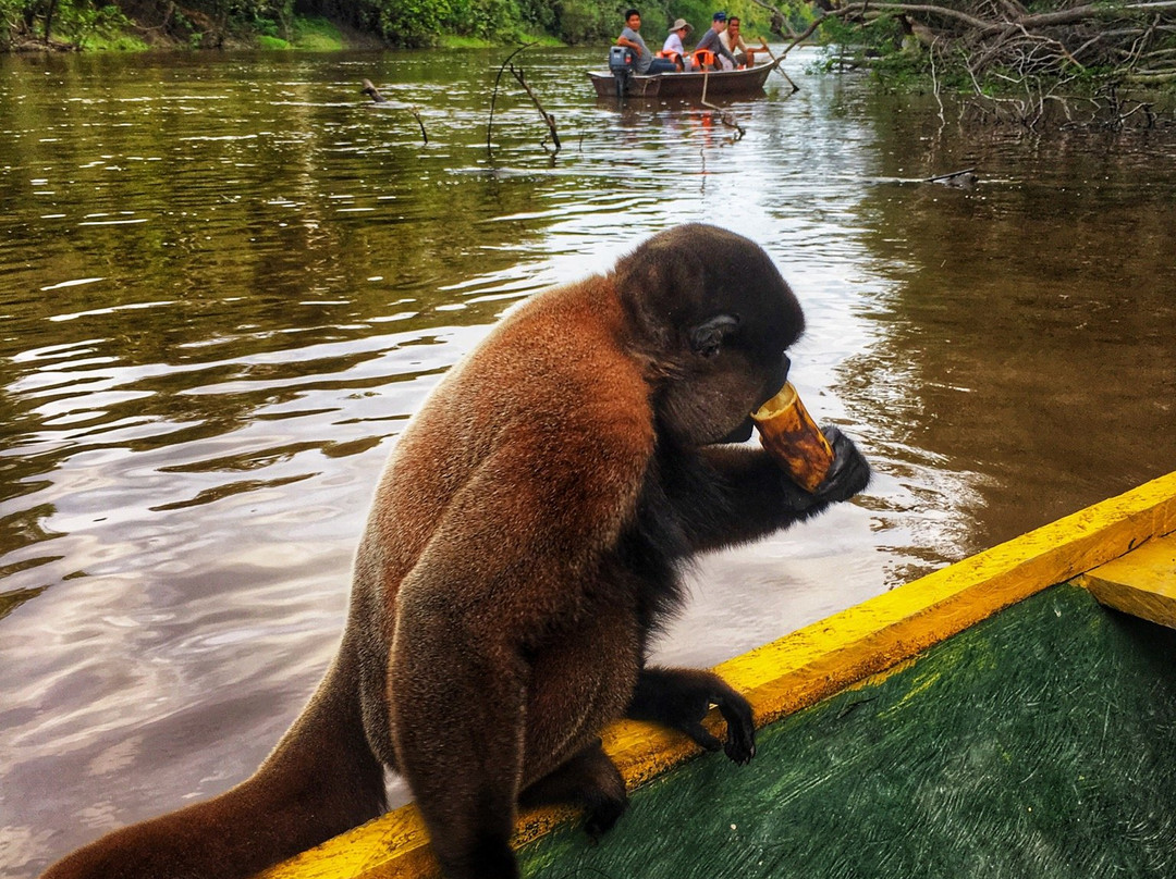 Kambo Jungle Expeditions-伊基托斯必去景点