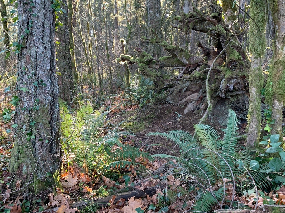 Nolte State Park-Enumclaw必去景点