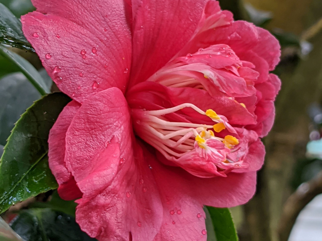Liberec Botanical Garden-利贝雷茨必去景点