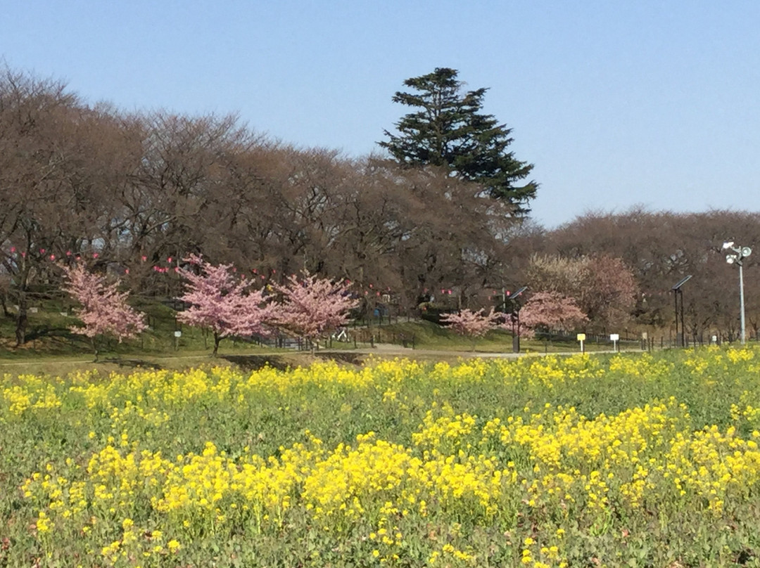 Satte Cherry Blossom Matsui景点图片