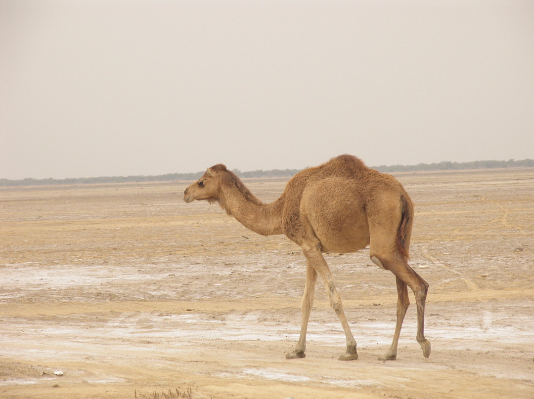 Mr Amini’s House主图