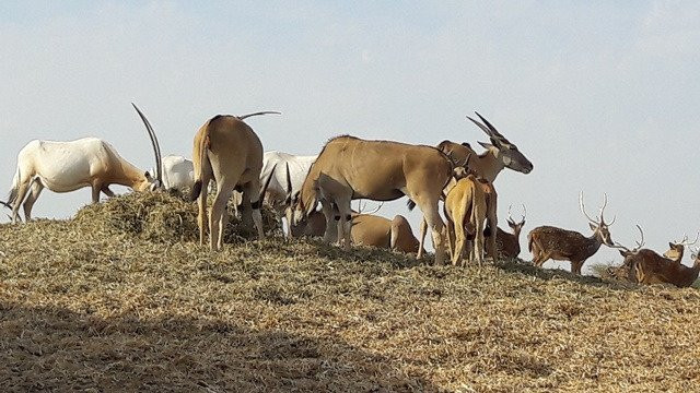 Antelope Ranch in the Arava Valley-Mahane Zofar必去景点