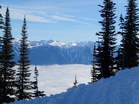 White Grizzly Cat Skiing