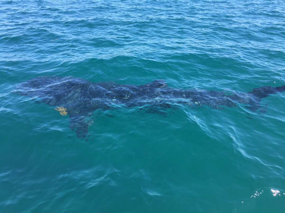 Whale Shark Boat Tours-拉巴斯必去景点