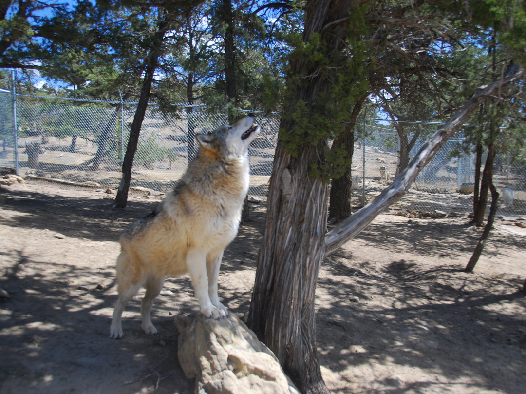 Wild Spirit Wolf Sanctuary景点图片