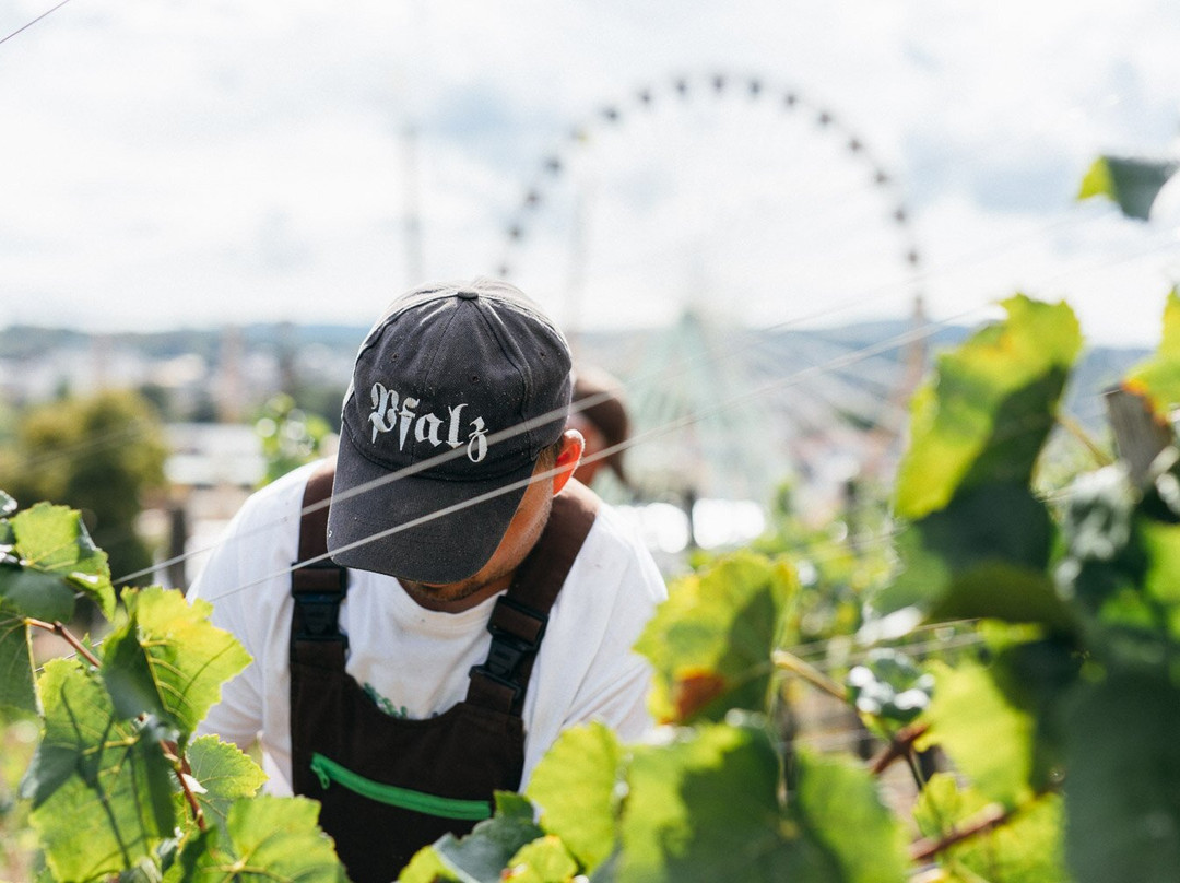 Weingut Lebenshilfe