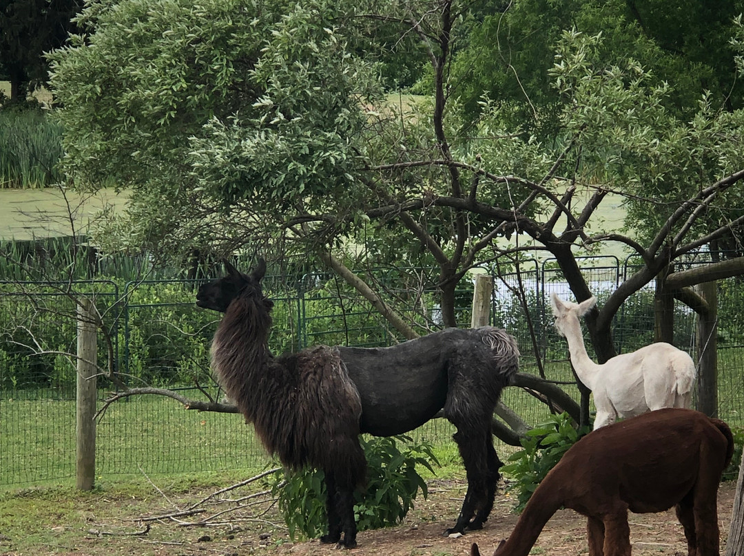 Alpacas of York景点图片