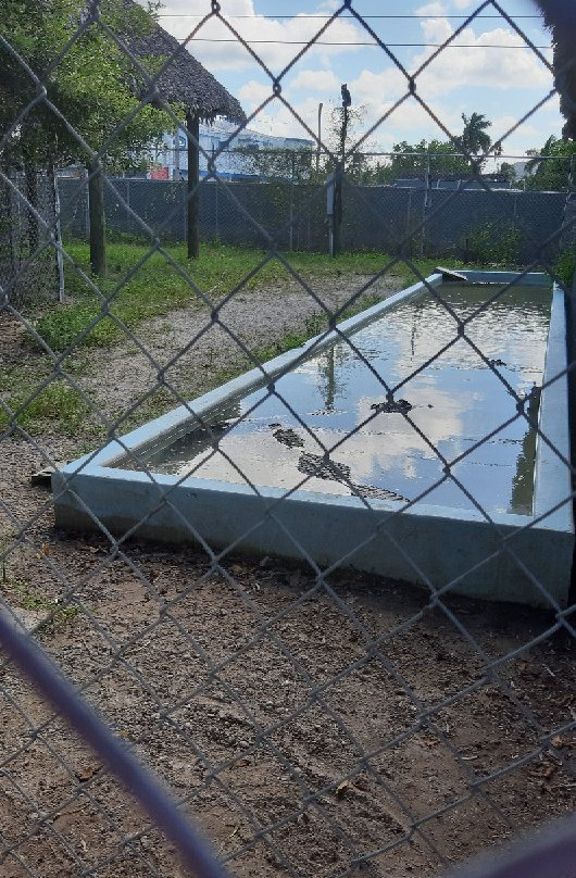 Everglades City Boardwalk-大沼泽地必去景点