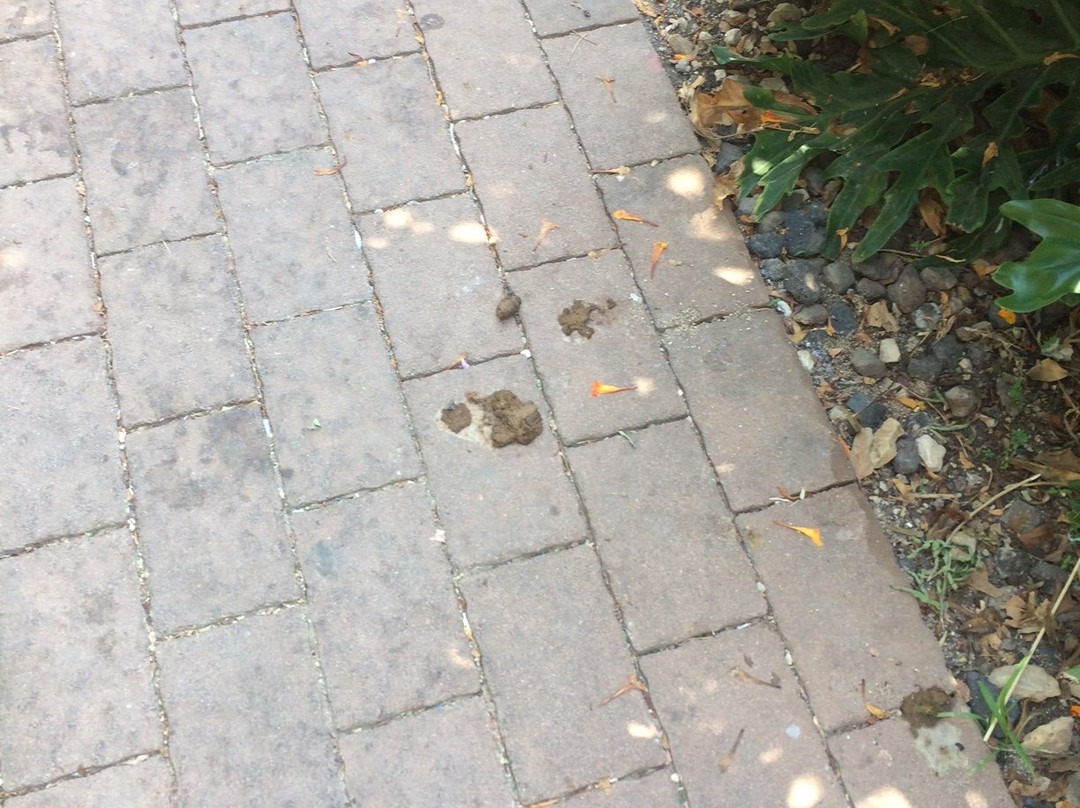 Dolphin Village主图