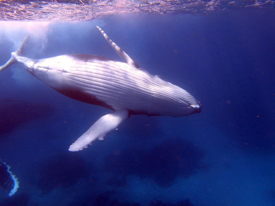 Whale Dive Tonga-努库阿洛法必去景点