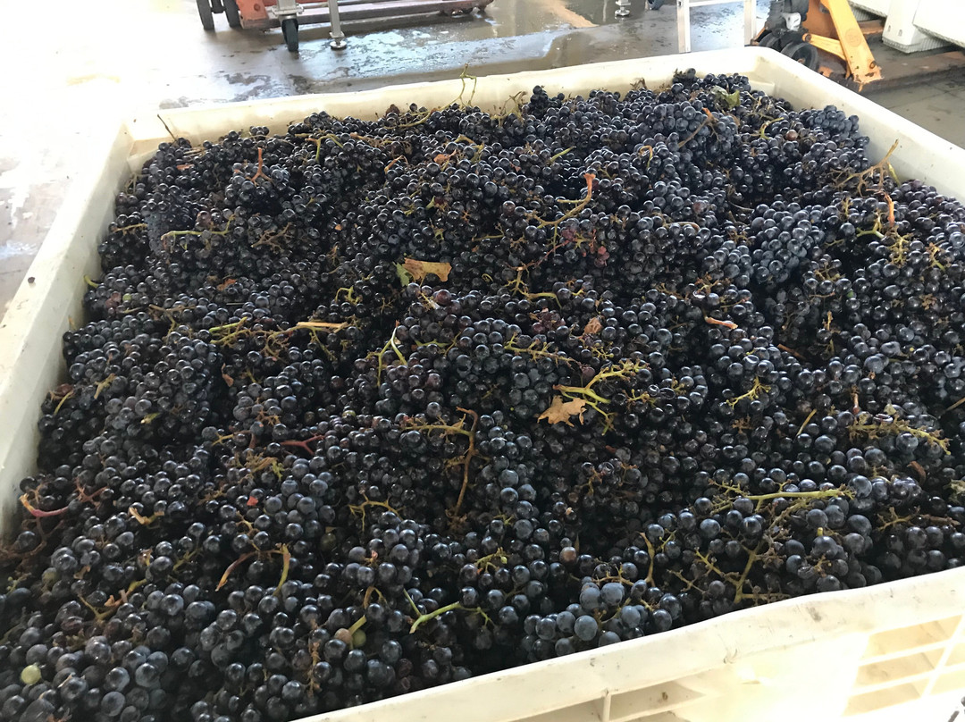 Medlock Ames Winery景点图片