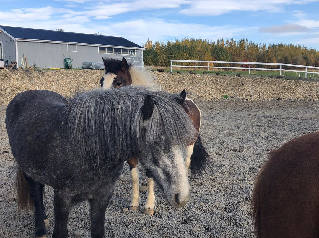 Sturlureykir Horses/Visiting HorseFarm景点图片